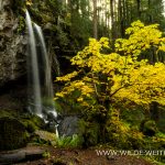 Grotto-Falls-Little-River-Area-Umpqua-National-Forest-Oregon-2 Grotto Falls [Little River]