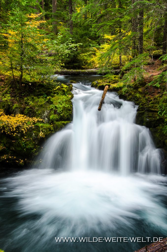 Whitehorse-Falls-Umpqua-National-Forest-Oregon Whitehorse Falls [North Umpqua River]