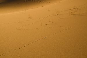 Eureka-Sand-Dunes-Death-Valley-Nationalpark-California-40-300x199 Eureka Sand Dunes