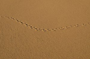 Eureka-Sand-Dunes-Death-Valley-Nationalpark-California-42-300x199 Eureka Sand Dunes