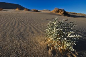 Eureka-Sand-Dunes-Death-Valley-Nationalpark-California-56-300x199 Eureka Sand Dunes