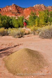 Hackberry-Canyon-Cottonwood-Canyon-Road-Grand-Staircase-Escalante-National-Monument-Utah-17-199x300 Hackberry Canyon