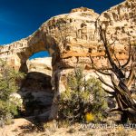 Lower-Hackberry-Canyon-Cottonwood-Canyon-Road-Grand-Staircase-Escalante-National-Monument-Utah-7 Hackberry Canyon und Sam Pollock Arch