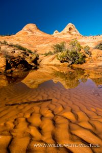 Yant-Flat-Dixie-National-Forest-Leeds-Utah-22-200x300 Yant Flat