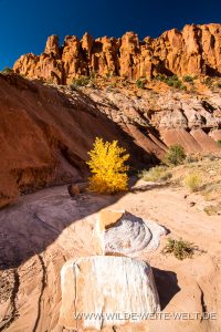 Cottonwood-and-White-Rocks-Egg-Canyon-Grand-Staircase-Escalante-National-Monument-Utah-4-200x300 Cottonwood and White Rocks