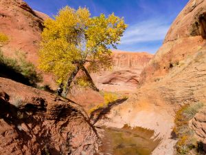 Cottonwood-in-Fall-Color-Willow-Gulch-HITTR-Grand-Staircase-Escalante-National-Monument-Escalante-Utah-300x225 Cottonwood in Fall Color