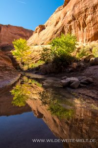 Willow-Gulch-Reflections-Hole-in-the-Rock-Road-Grand-Staircase-Escalante-National-Monument-Utah-10-200x300 Willow Gulch Reflections