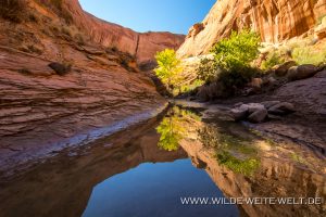 Willow-Gulch-Reflections-Hole-in-the-Rock-Road-Grand-Staircase-Escalante-National-Monument-Utah-9-300x200 Willow Gulch Reflections