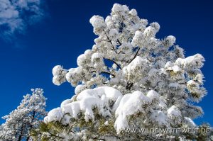 Winter-Scenery-Bryce-Canyon-Nationalpark-Utah-2-300x199 Winter Scenery