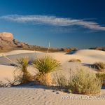 Gypsum-Dunes-Guadelupe-Mountains-Nationalpark-Texas-15 Guadalupe Mountains: Gypsum Sand Dunes
