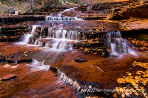 Left-Fork-North-Creek-Cascades-Zion-Nationalpark-Utah-22-300x200 Left Fork North Creek Cascades