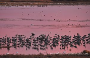 Sandhill-Cranes-Bitter-Lake-National-Wildlife-Refuge-Roswell-New-Mexico-13-300x192 Sandhill Cranes