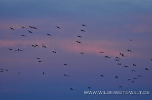 Sandhill-Cranes-Bitter-Lake-National-Wildlife-Refuge-Roswell-New-Mexico-3-300x199 Sandhill Cranes