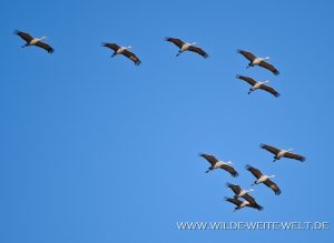 Sandhill-Cranes-Paul´s-Lake-Muleshoe-National-Wildlife-Refuge-Texas-14-300x219 Sandhill Cranes