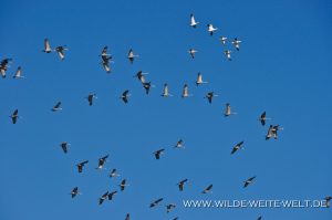 Sandhill-Cranes-Paul´s-Lake-Muleshoe-National-Wildlife-Refuge-Texas-16-300x199 Sandhill Cranes
