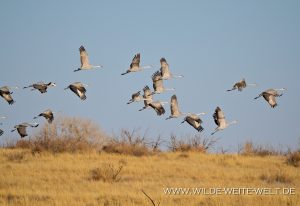 Sandhill-Cranes-Paul´s-Lake-Muleshoe-National-Wildlife-Refuge-Texas-20-300x206 Sandhill Cranes