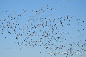Sandhill-Cranes-Paul´s-Lake-Muleshoe-National-Wildlife-Refuge-Texas-24-300x199 Sandhill Cranes