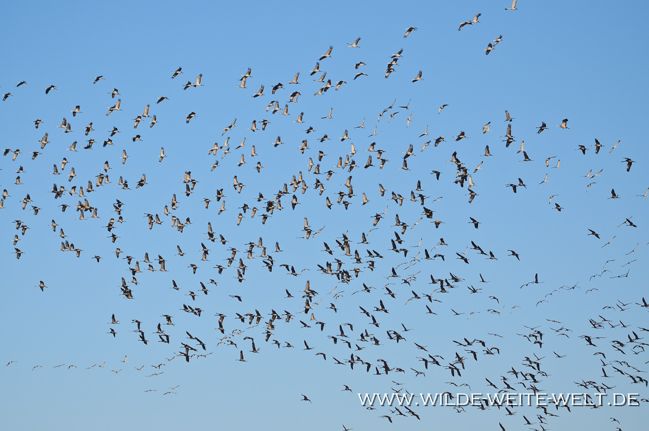 Sandhill-Cranes-Paul´s-Lake-Muleshoe-National-Wildlife-Refuge-Texas-20 Muleshoe National Wildlife Refuge: Kraniche