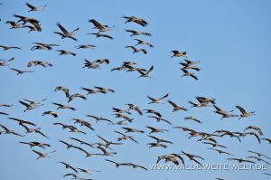 Sandhill-Cranes-Paul´s-Lake-Muleshoe-National-Wildlife-Refuge-Texas-8-300x199 Sandhill Cranes