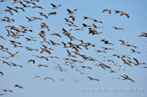 Sandhill-Cranes-Paul´s-Lake-Muleshoe-National-Wildlife-Refuge-Texas-9-300x199 Sandhill Cranes
