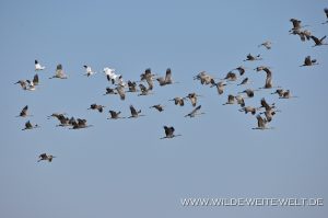 Sandhill-Cranes-and-Snow-Geese-Paul´s-Lake-Muleshoe-National-Wildlife-Refuge-Texas-300x199 Sandhill Cranes and Snow Geese