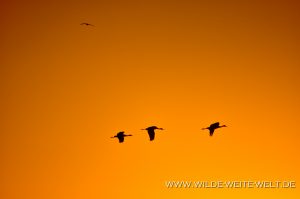 Sandhill-Cranes-at-Sunrise-Paul´s-Lake-Muleshoe-National-Wildlife-Refuge-Texas-13-300x199 Sandhill Cranes at Sunrise