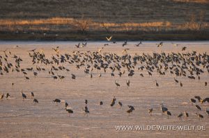 Sandhill-Cranes-at-Sunrise-Paul´s-Lake-Muleshoe-National-Wildlife-Refuge-Texas-24-300x199 Sandhill Cranes at Sunrise