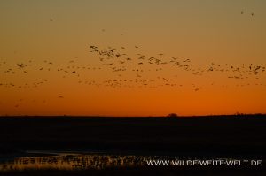 Sandhill-Cranes-at-Sunrise-Paul´s-Lake-Muleshoe-National-Wildlife-Refuge-Texas-3-300x199 Sandhill Cranes at Sunrise