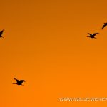 Sandhill-Cranes-Paul´s-Lake-Muleshoe-National-Wildlife-Refuge-Texas-20 Muleshoe National Wildlife Refuge: Kraniche