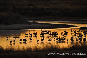 Sandhill-Cranes-at-Sunrise-Paul´s-Lake-Muleshoe-National-Wildlife-Refuge-Texas-7-300x199 Sandhill Cranes at Sunrise