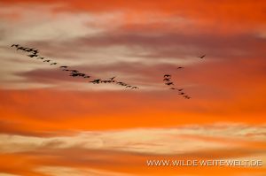 Sandhill-Cranes-at-Sunset-Bitter-Lake-National-Wildlife-Refuge-Roswell-New-Mexico-3-300x199 Sandhill Cranes at Sunset
