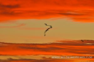 Sandhill-Cranes-at-Sunset-Bitter-Lake-National-Wildlife-Refuge-Roswell-New-Mexico-300x199 Sandhill Cranes at Sunset