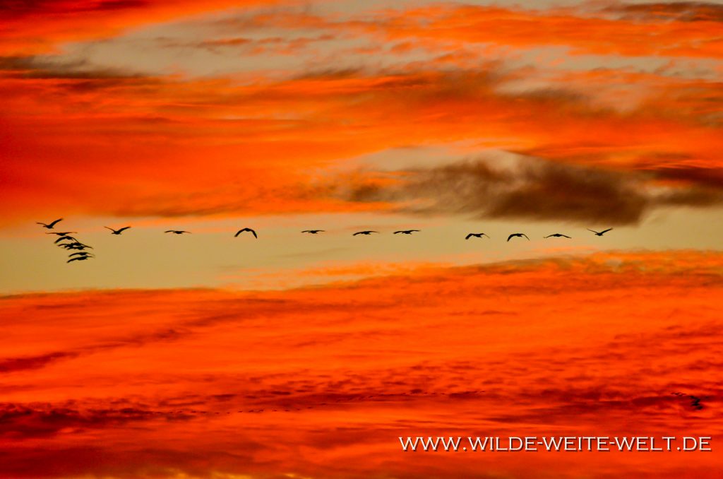 Sandhill-Cranes-Bitter-Lake-National-Wildlife-Refuge-Roswell-New-Mexico-13 Bitter Lake National Wildlife Refuge: Kraniche