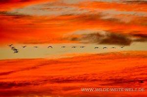 Sandhill-Cranes-at-Sunset-Bitter-Lake-National-Wildlife-Refuge-Roswell-New-Mexico-8-300x199 Sandhill Cranes at Sunset