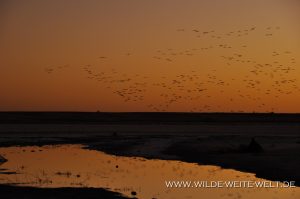 Sandhill-Cranes-at-Sunset-Paul´s-Lake-Muleshoe-National-Wildlife-Refuge-Texas-24-300x199 Sandhill Cranes at Sunset