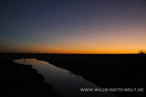 Sandhill-Cranes-at-Sunset-Paul´s-Lake-Muleshoe-National-Wildlife-Refuge-Texas-31-300x199 Sandhill Cranes at Sunset