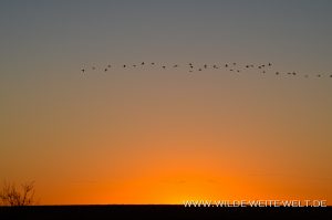 Sandhill-Cranes-at-Sunset-Paul´s-Lake-Muleshoe-National-Wildlife-Refuge-Texas-6-300x199 Sandhill Cranes at Sunset