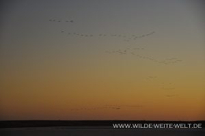 Sandhill-Cranes-at-Sunset-Paul´s-Lake-Muleshoe-National-Wildlife-Refuge-Texas-9-300x199 Sandhill Cranes at Sunset