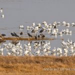 Sandhill-Cranes-Bitter-Lake-National-Wildlife-Refuge-Roswell-New-Mexico-13 Bitter Lake National Wildlife Refuge: Kraniche