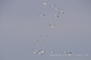 White-Pelican-Bitter-Lake-National-Wildlife-Refuge-Roswell-New-Mexico-300x199 White Pelican