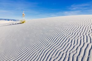 White-Sands-National-Monument-Alamogordo-New-Mexico-43-300x199 White Sands National Monument
