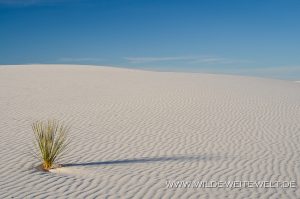 White-Sands-National-Monument-Alamogordo-New-Mexico-51-300x199 White Sands National Monument