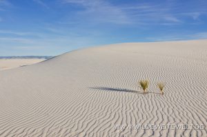 White-Sands-National-Monument-Alamogordo-New-Mexico-67-300x199 White Sands National Monument