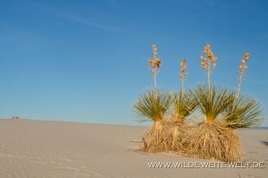 White-Sands-National-Monument-Alamogordo-New-Mexico-76-300x199 White Sands National Monument