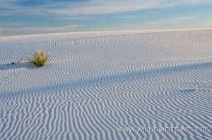 White-Sands-National-Monument-Alamogordo-New-Mexico-87-300x199 White Sands National Monument