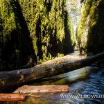 Oneonta-Gorge-Columbia-River-Gorge-Oregon Oneonta Gorge [Columbia River Gorge, Oneonta Creek]