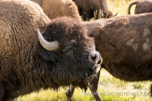 Bison-Lamar-Valley-Yellowstone-Nationalpark-Wyoming-4-300x200 Bison