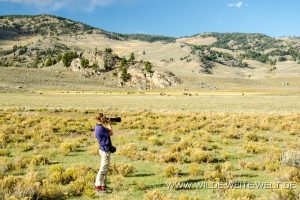 Bisonherde-Lamar-Valley-Yellowstone-Nationalpark-Wyoming-5-300x200 Bisonherde