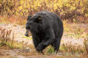 Black-Bear-Moose-Wilson-Road-Grand-Teton-Nationalpark-Wyoming-22-300x200 Black Bear
