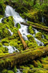 Clearwater-Falls-Umpqua-National-Forest-Oregon-11-199x300 Clearwater Falls